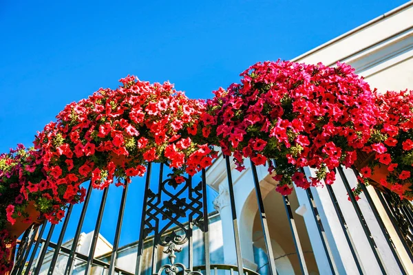 Fleurs sur le mur — Photo