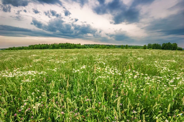 Veld met madeliefjes — Stockfoto