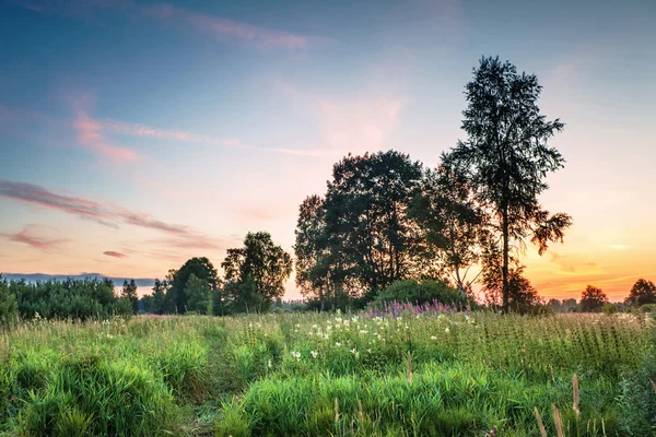 Sunset in summer field — Stock Photo, Image