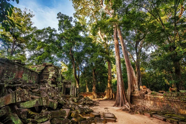 Selva Bosque en Angkor Wat Área — Foto de Stock