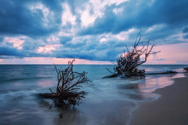 Стовбур мертвого дерева на тропічному пляжі — стокове фото