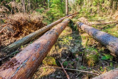 kırılmış ağaçlar