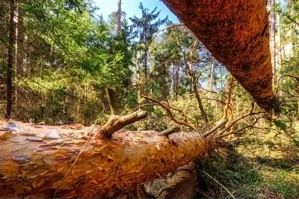 Rozbité stromy — Stock fotografie