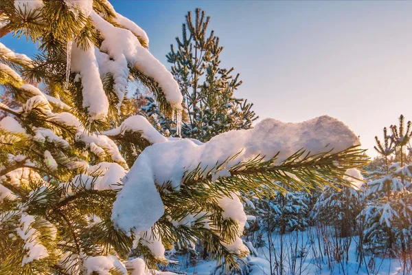 Tanne mit Schnee bedeckt — Stockfoto