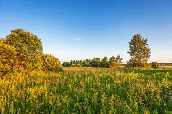 Grüne Wiese — Stockfoto