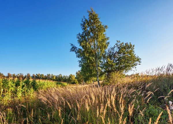 Campo verde — Foto Stock