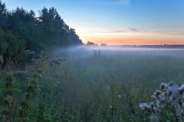 Ködös naplemente a nyári mezőn — Stock Fotó