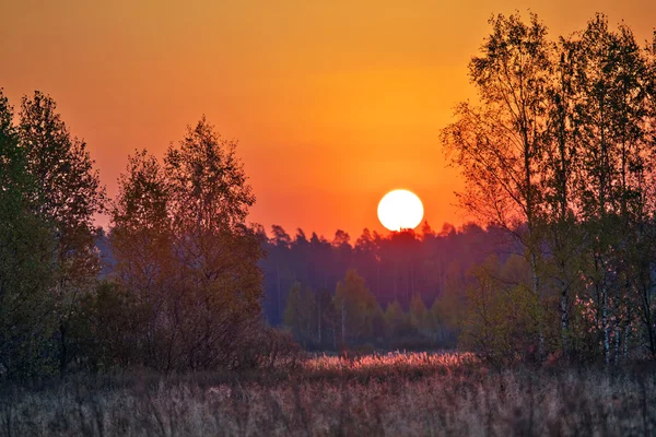 Захід сонця в літньому полі — стокове фото