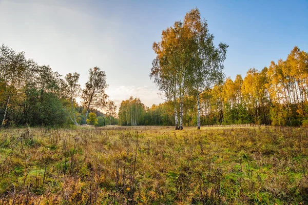 Bosque de otoño — Foto de Stock