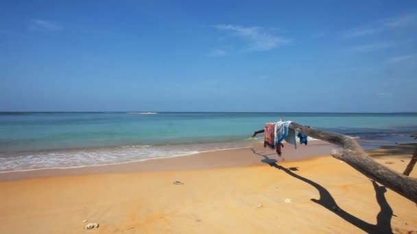 Oude boomstam op een tropisch strand. — Stockvideo