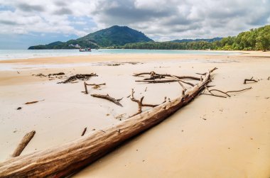 Sahilde ölü bir ağaç gövdesi 