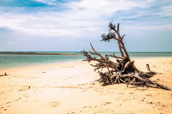 Πεθαμένο δέντρο κορμό στην παραλία — Φωτογραφία Αρχείου