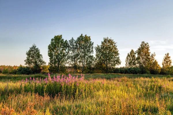 Pôr do sol no campo de verão — Fotografia de Stock