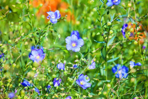 Sommerfeld mit Blumen — Stockfoto