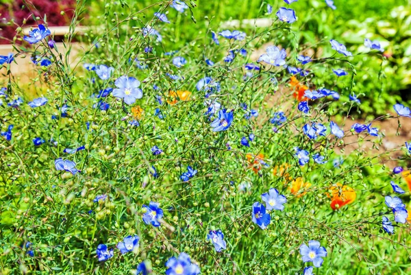 Sommerfeld mit Blumen — Stockfoto