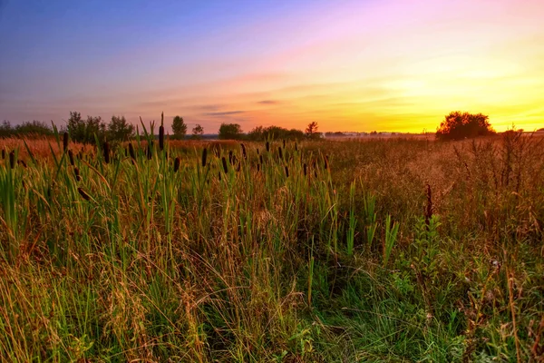 Zonsondergang in de zomer veld — Stockfoto