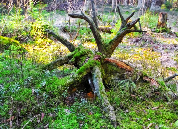 Starý pahýl stromu — Stock fotografie