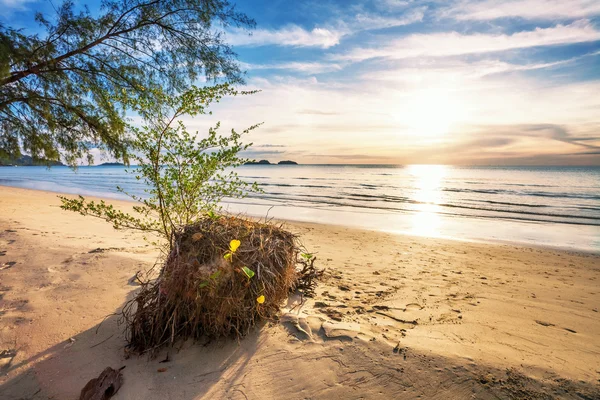 Solnedgång ebb — Stockfoto