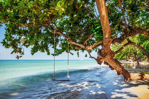 Schaukeln und Baum am Strand. — Stockfoto