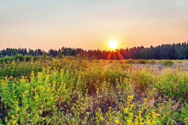 Sunset in summer field — Stock Photo, Image