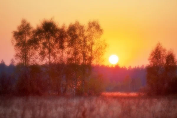 Zachód słońca w lato pole w nieostrości — Zdjęcie stockowe