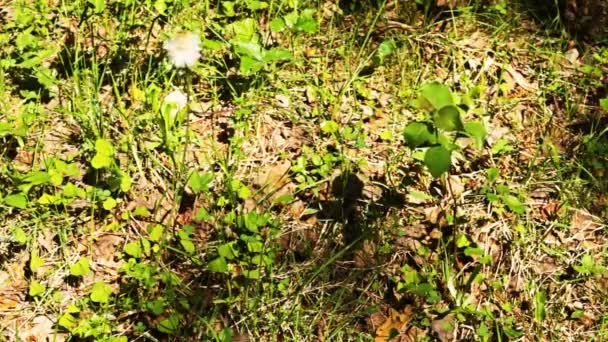 Diente de león en el bosque de verano — Vídeo de stock