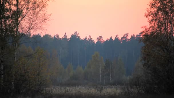 Pink sunset over the field — Stock Video