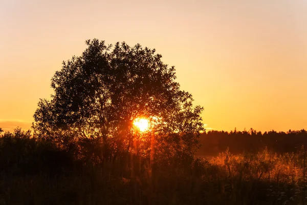 Pôr do sol no campo de verão — Fotografia de Stock