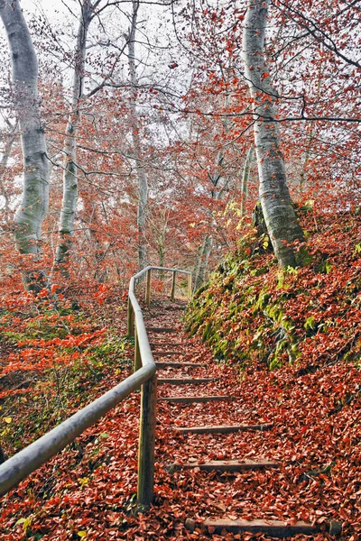 Path in the autumn park — Stock Photo, Image