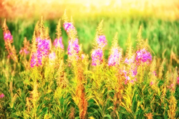 Zomer veld in defocus — Stockfoto