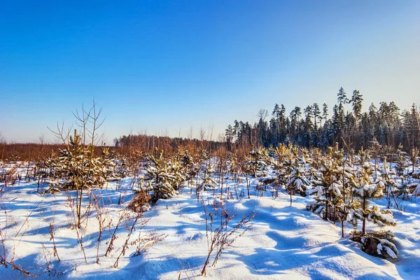 Winter field under — Stock Photo, Image