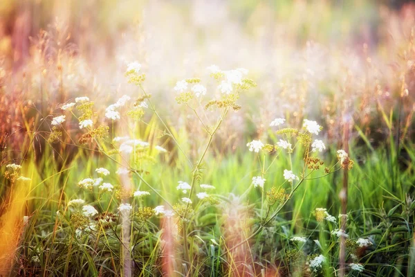 Zomer veld in defocus — Stockfoto