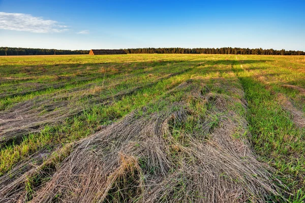 Campo outonal com grama de corte seco — Fotografia de Stock