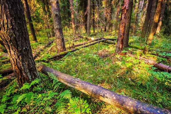 Bosque de verano — Foto de Stock