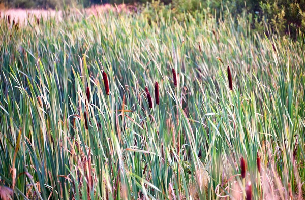 Bulrush im Sumpf — Stockfoto