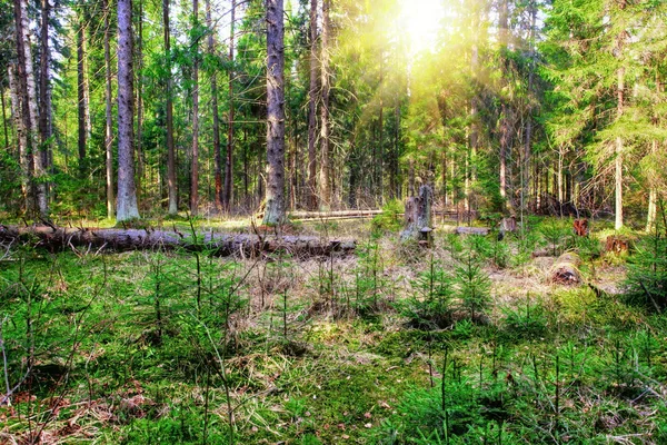 Zomer bos — Stockfoto