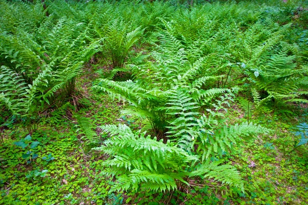 Fern bladeren — Stockfoto