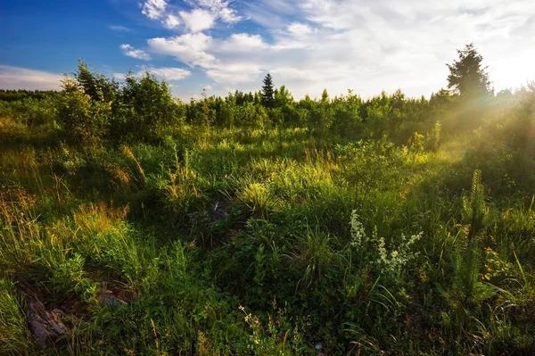 Campo verde — Stockfoto