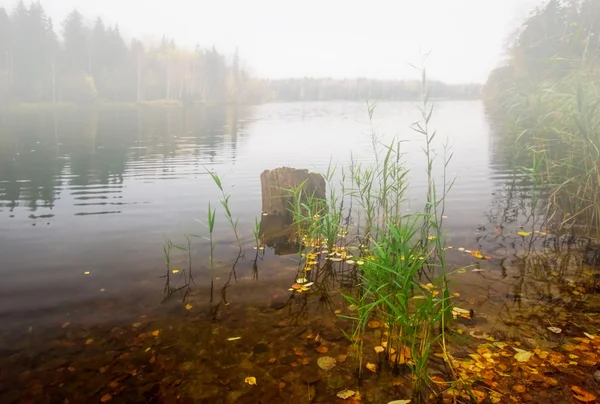 Lago autunnale vicino alla foresta con tempo nebbioso — Foto Stock