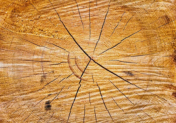 Textur des Holzstumpfes — Stockfoto