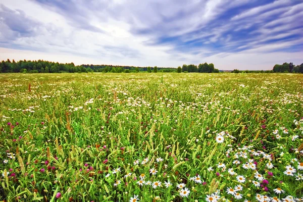 Field with daisies — Stock Photo, Image