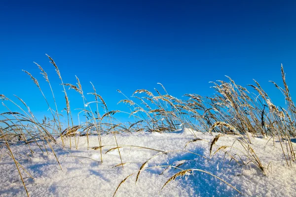 Winter veld onder — Stockfoto