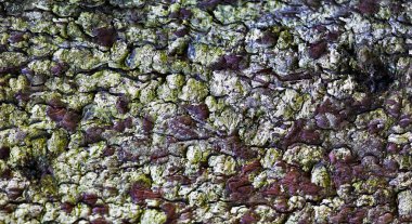 yakın çekim yaşlı bir ağaç kabuğu