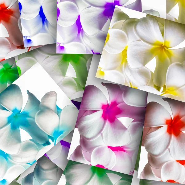 Flowers of Plumeria — Stock Photo, Image