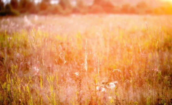 Grama na luz do pôr do sol — Fotografia de Stock