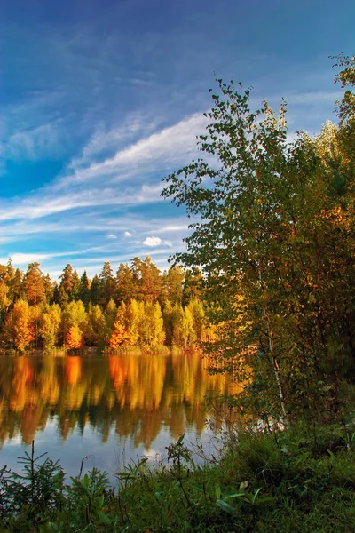 숲 근처가 호수 — 스톡 사진