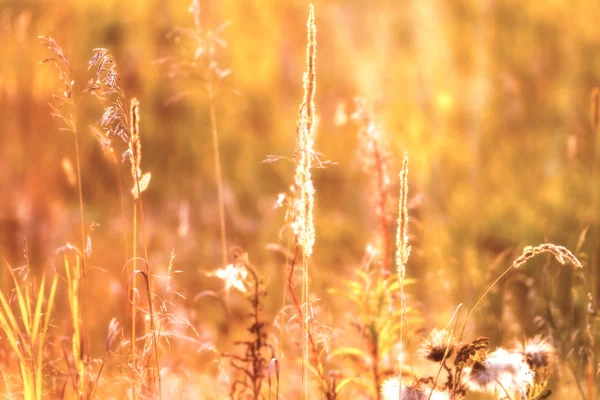 Gras bij zonsondergang licht — Stockfoto