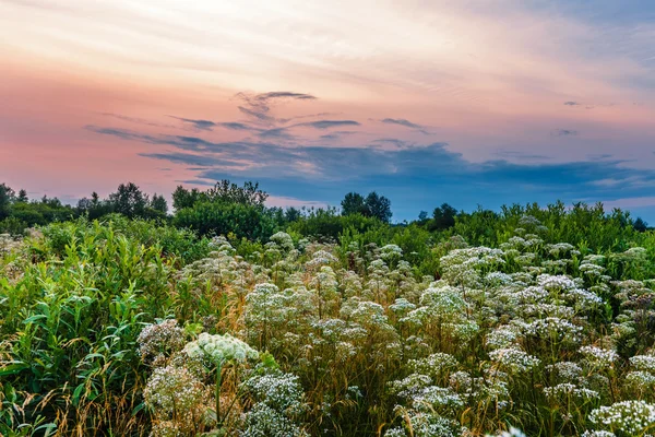 Tramonto nel campo estivo — Foto Stock