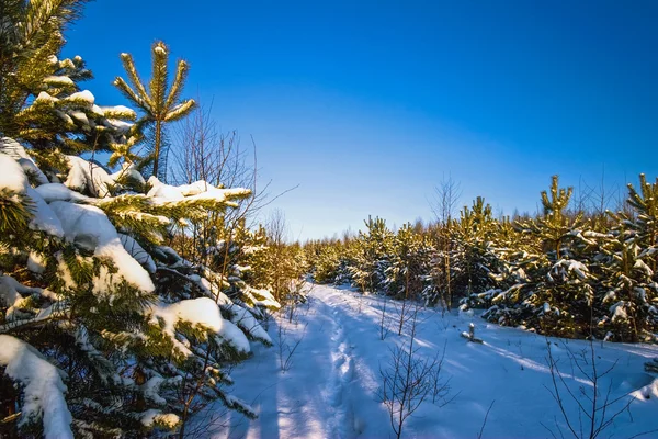 Winterfeld unter — Stockfoto