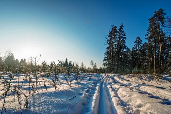 Campo de invierno bajo —  Fotos de Stock